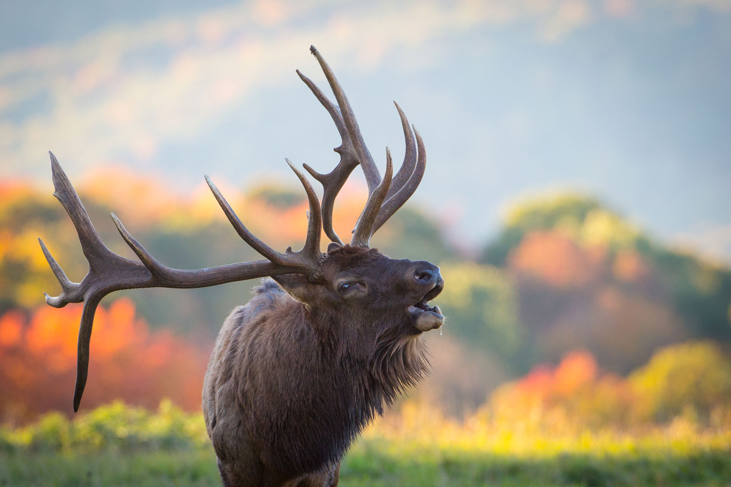 Elk viewing scenic drive