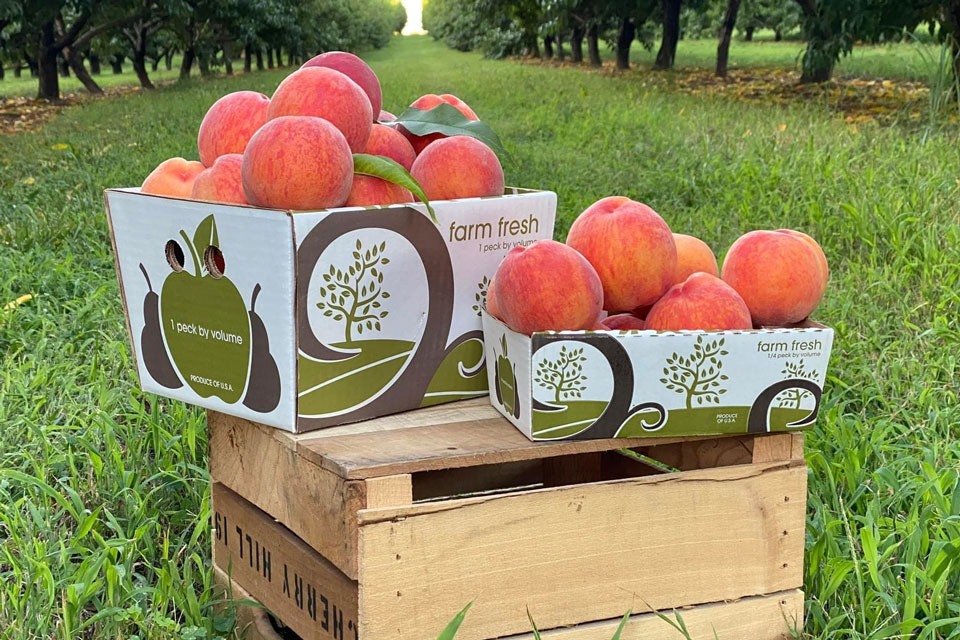 Fresh picked two boxes of peached placed on top a wooden crate at Cherry Hill Orchards