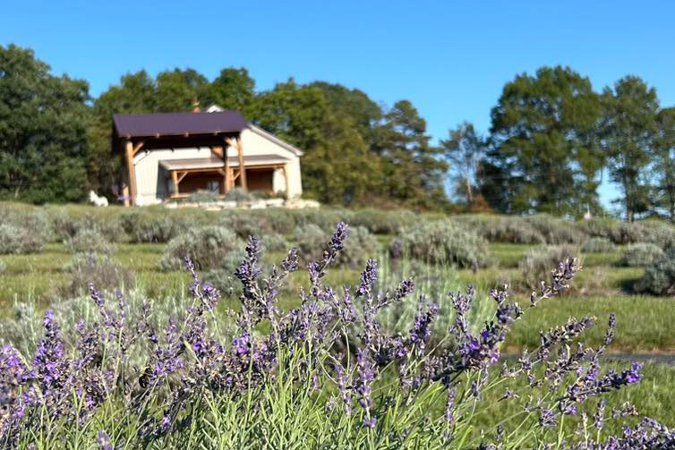 lavender farm
