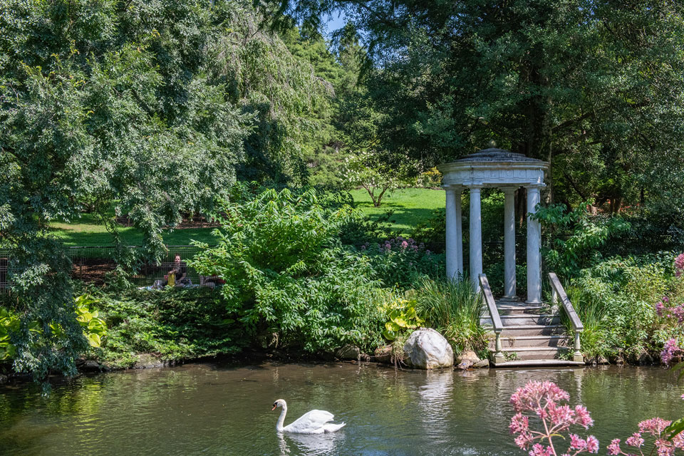 Swan in the middle of the Pond