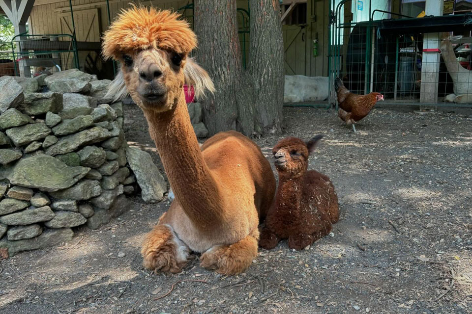 two lamas sitting and a chicken strolling in the back on Silkie's Farm