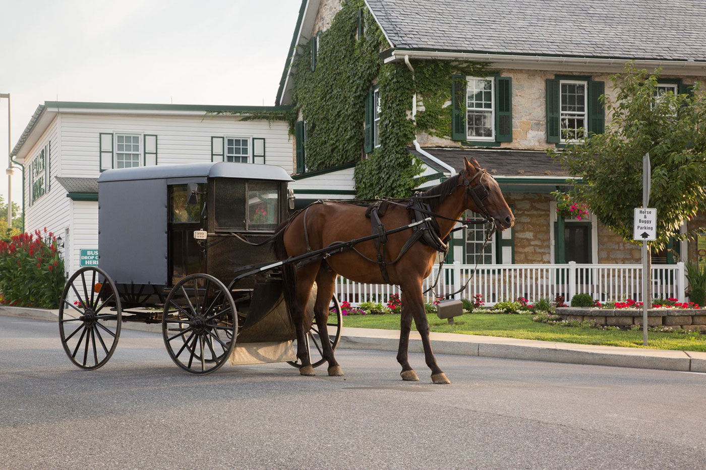 A horse buggy ride at The Amish Farm and House