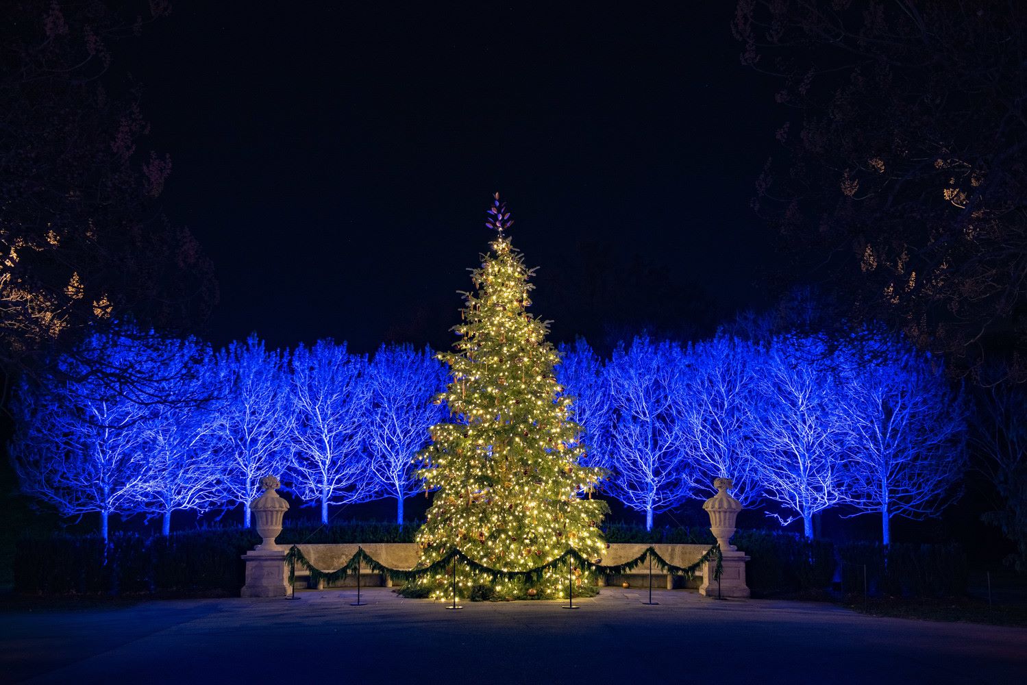 Christmas Tree decorated with lights