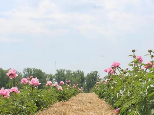 Sunset & Sip at Linvilla Orchards
